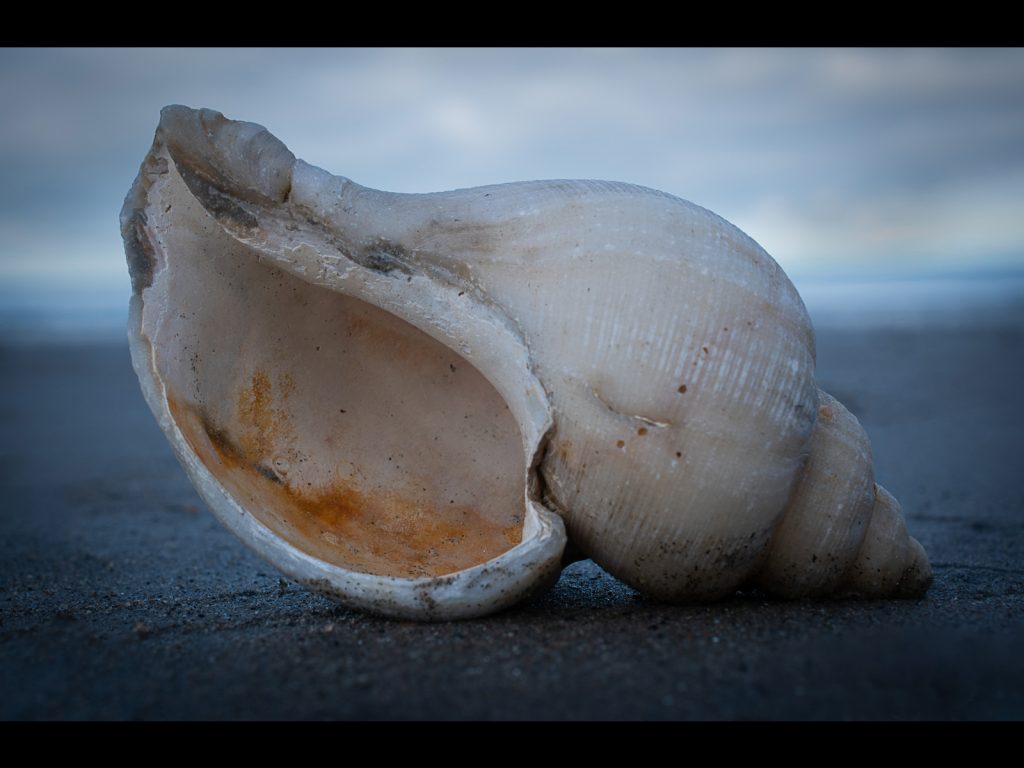 Empty digital winner: "No One's Home" by Angela Skitt