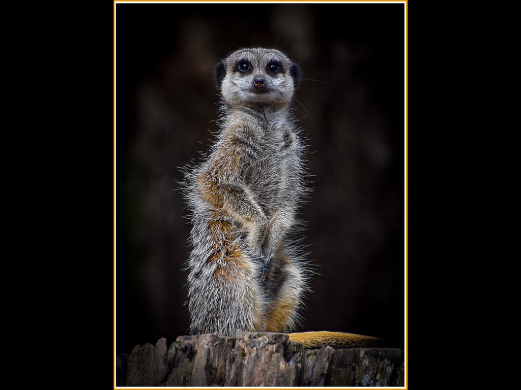 Open digital 3rd place "I'm Watching You" by Angela Skitt