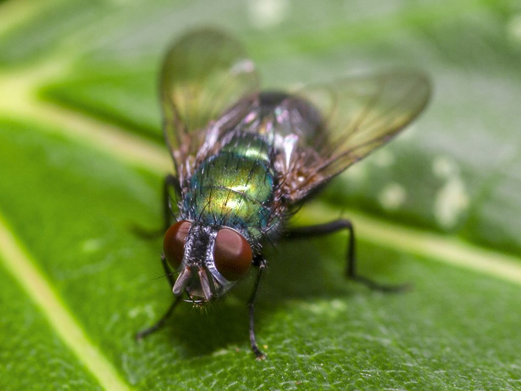Greenbottle by Jim Gibson