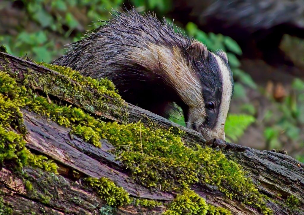 Hungry Badger by Peter Skears
