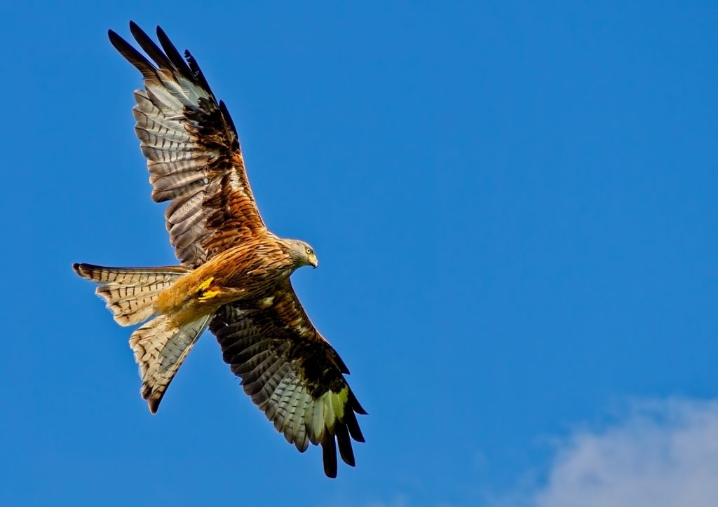 Red Kite by Peter Skears