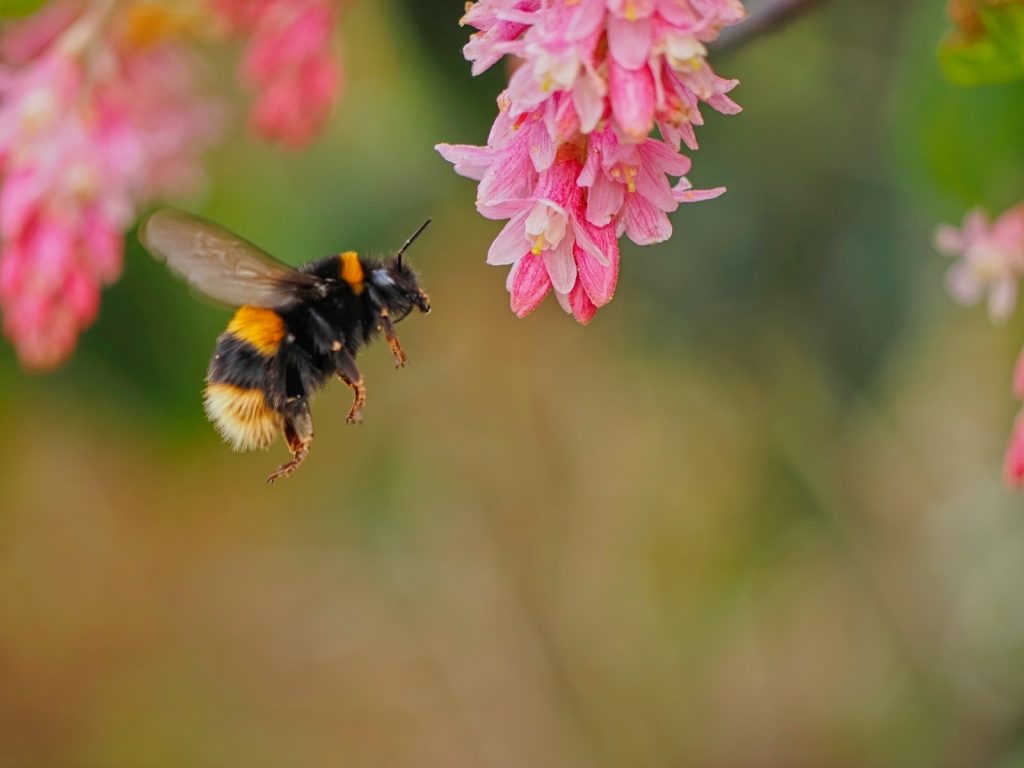 Busy Bumblebee by Peter Skears