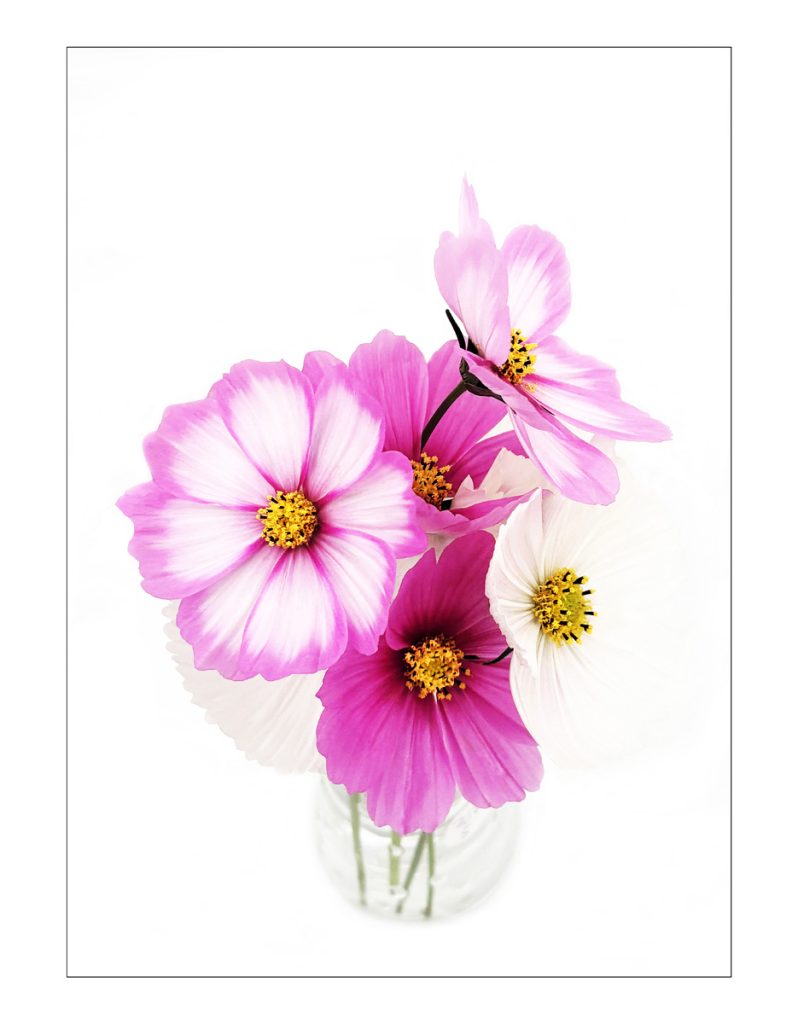 Prity in Pink by Seamus Whelan